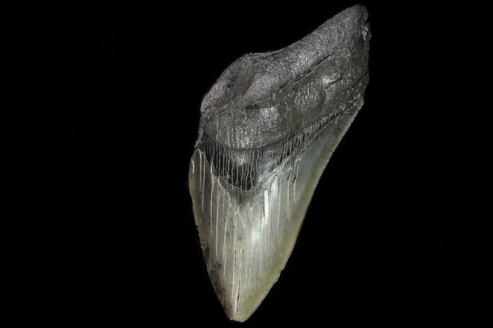 Partial, Megalodon Tooth - Serrated Blade #80028